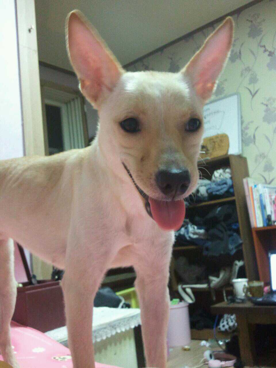 강서구 화곡동 강아지(믹스견)쥬디를 찾습니다.