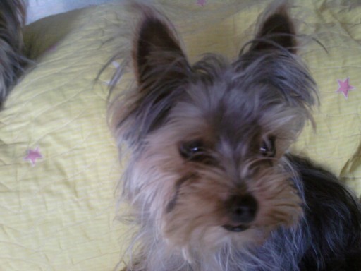 남양주 진건 요크셔 남아 찾습니다