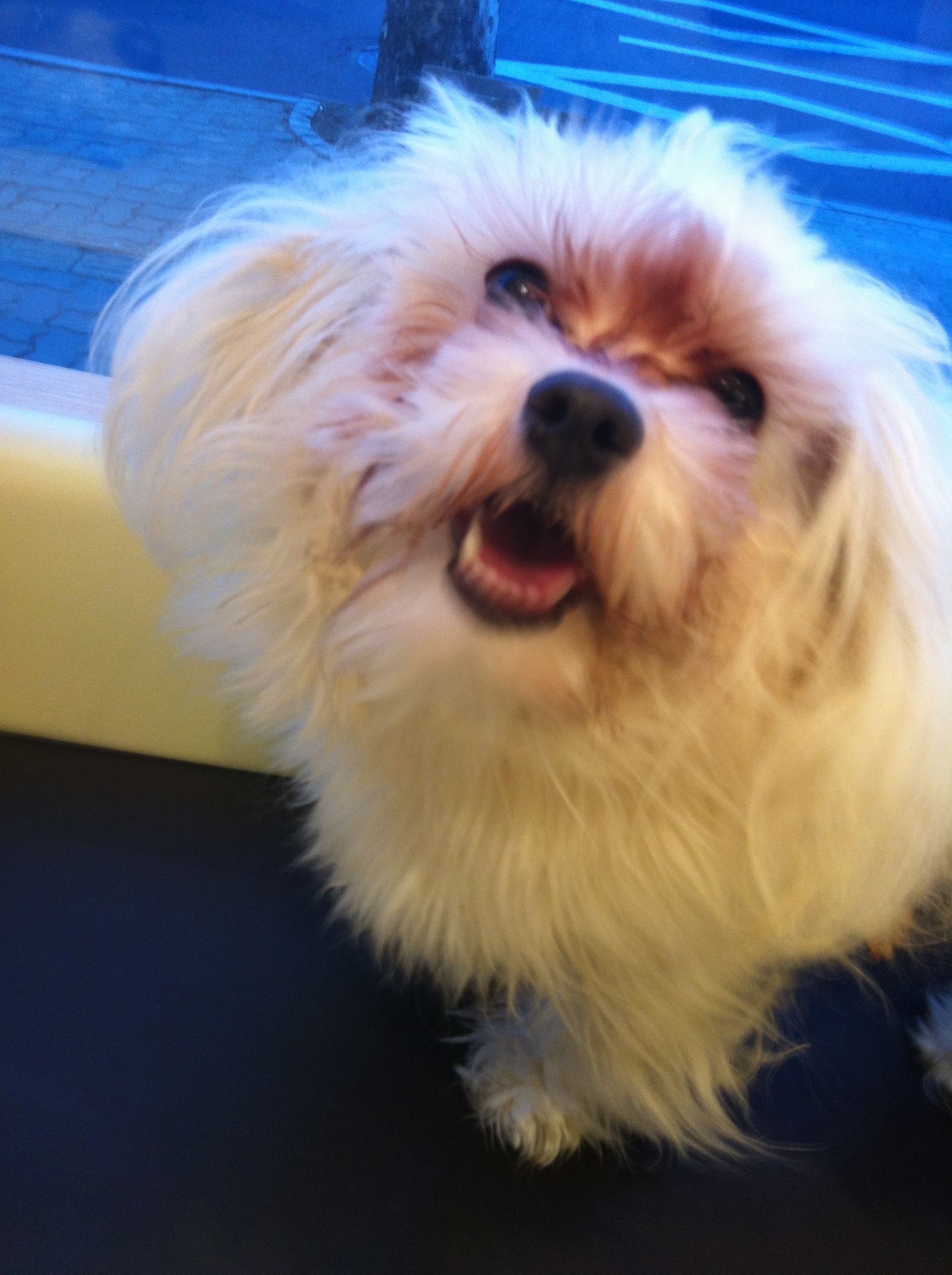 서울 화양동 말티즈 주인을 찾습니다.