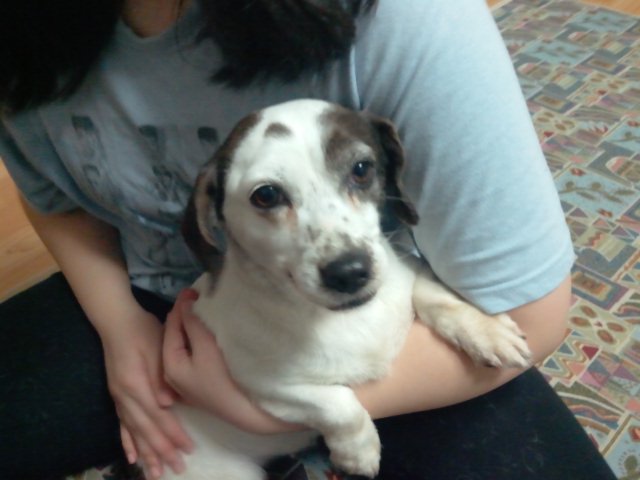 주인을 찾습니다!!