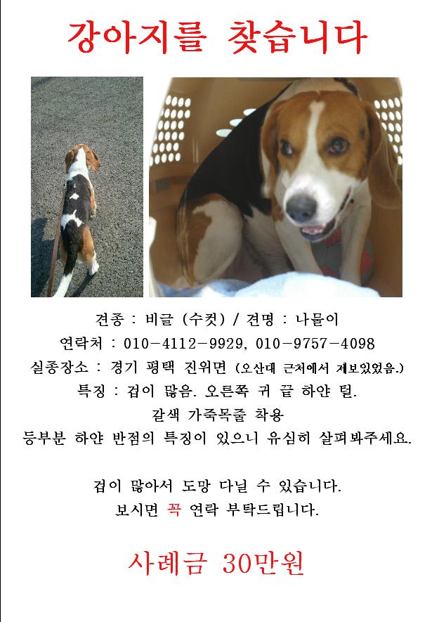 비글 나물이를 찾습니다