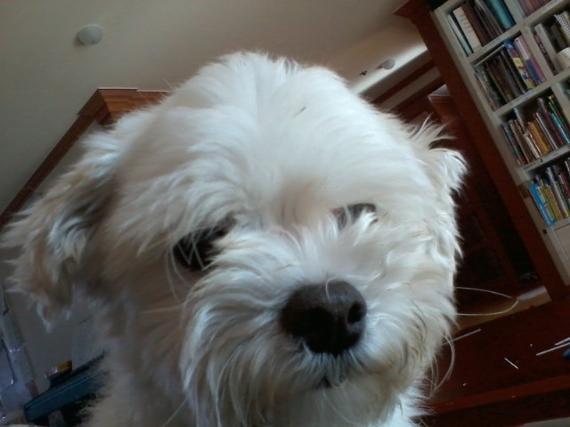 금천구 시흥2동 말티즈 10살 분실-유기견되어 어딜헤메는지