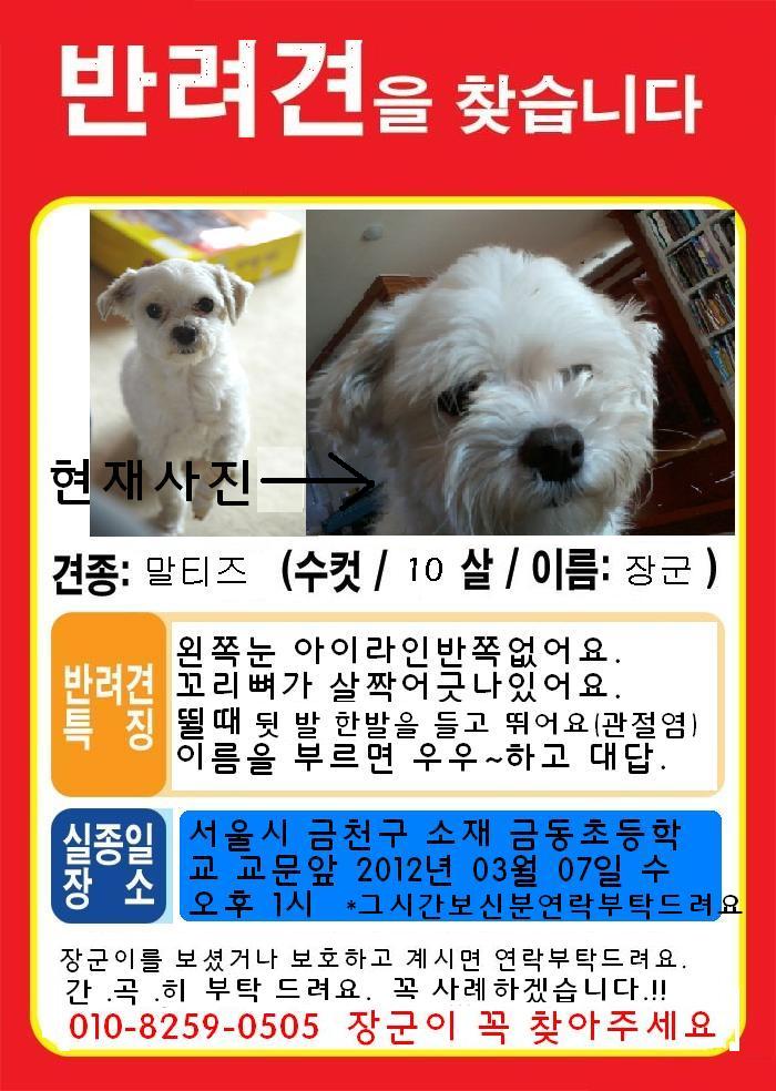 금천구 시흥2동 말티즈 10살 분실-유기견되어 어딜헤메는지