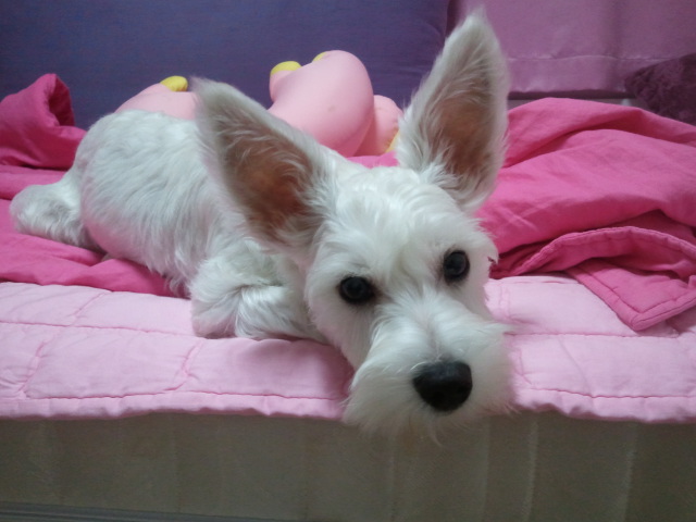 충남 당진에서 잃어버린 화이트슈나우저 찾습니다.