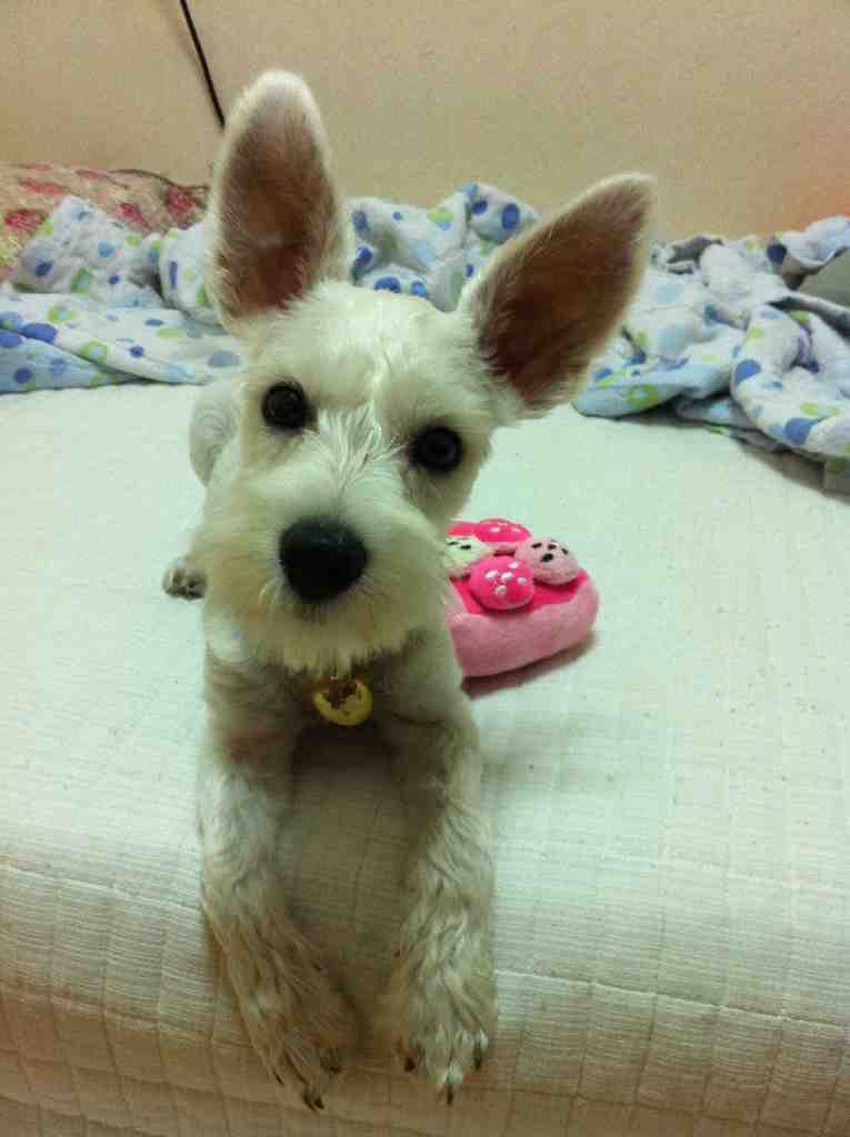 충남 당진에서 잃어버린 화이트슈나우저 찾습니다.