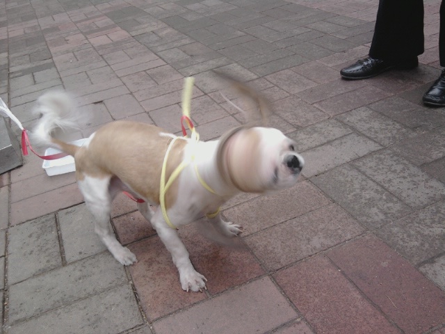 서울 구로구 개봉동 현대아파트 근처 배회중인 시츄 보호중