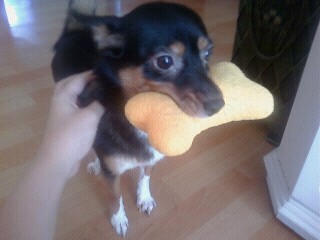 부천시 원미구 상동 깜이를 찾습니다