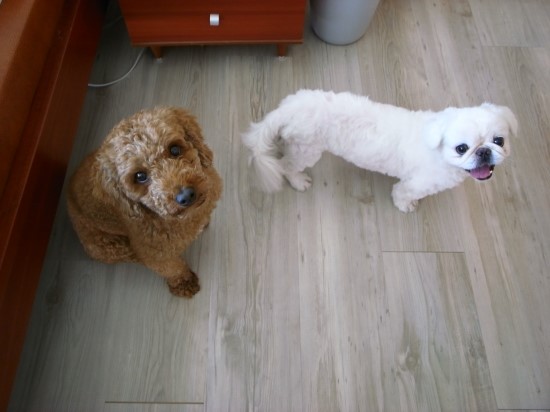 갈색푸들 (남/중성화) 찾아요!!