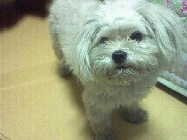 말티즈 남아 주인을 찾습니다.