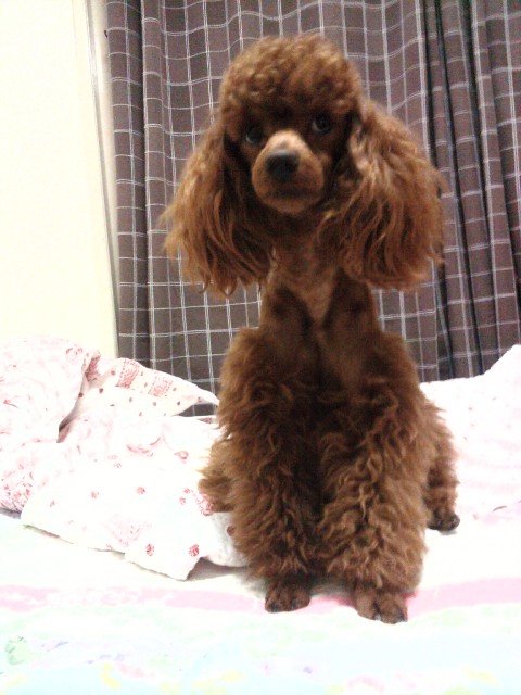 [용인시 처인구 김량장동] 갈색푸들(여아)찾아요!!