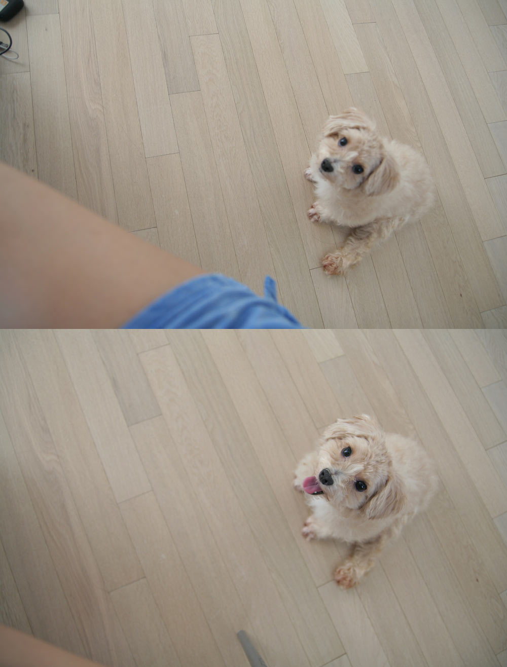 믹스견 수컷 찾아요 옅은갈색 