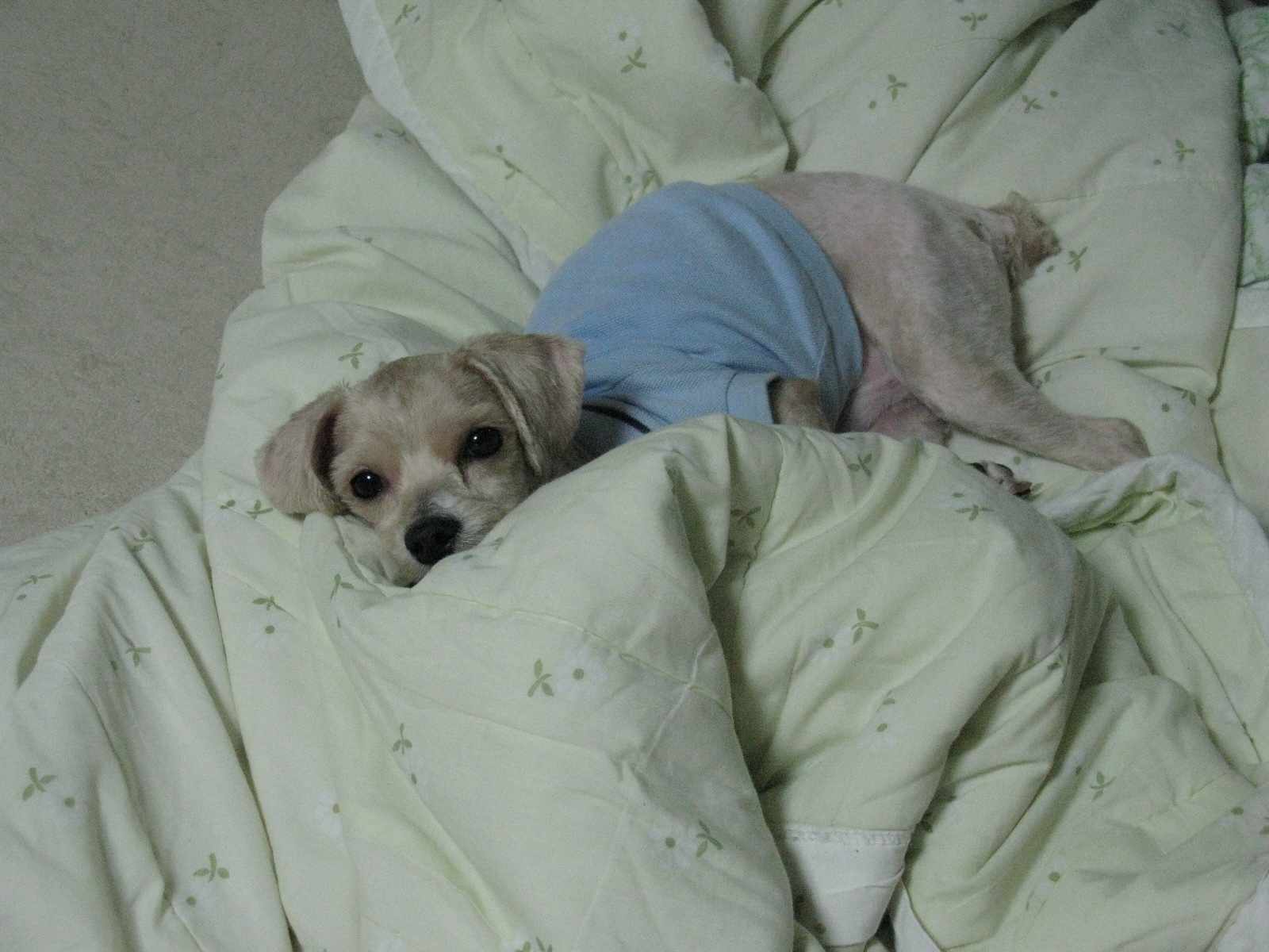 믹스견 수컷 찾아요 옅은갈색 