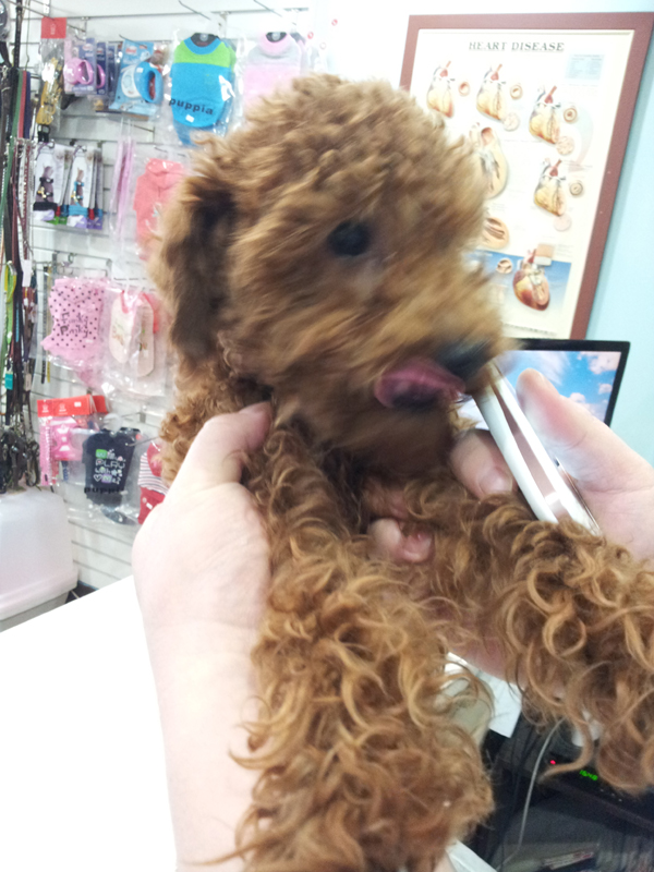 3/21일 고대앞 제기동 갈색푸들 남아 주인을 찾습니다