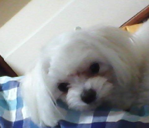 경기 용인 신갈동 말티여아찾습니다.