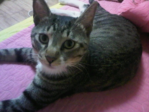 쵸파를 찾습니다(고양이/수원)