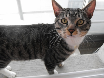 쵸파를 찾습니다(고양이/수원)