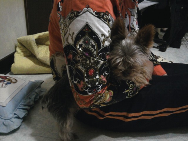 경기 남양주 진건읍 요크셔 남아 찾아요