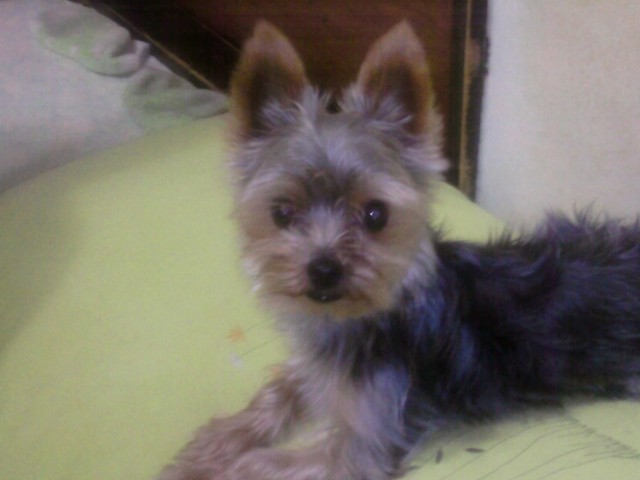 경기 남양주 진건읍 요크셔 남아 찾아요