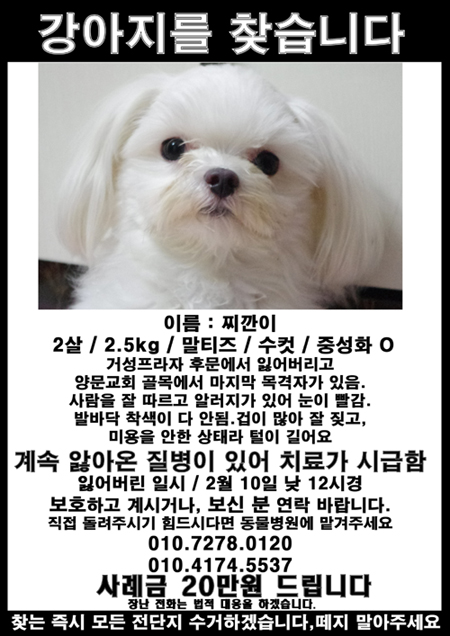 전주시 인후동에서 잃어버린 말티즈 찌깐이를 찾습니다