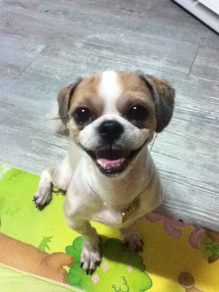 서울/관악구/남현동 시츄 수컷 몽이를 찾습니다.