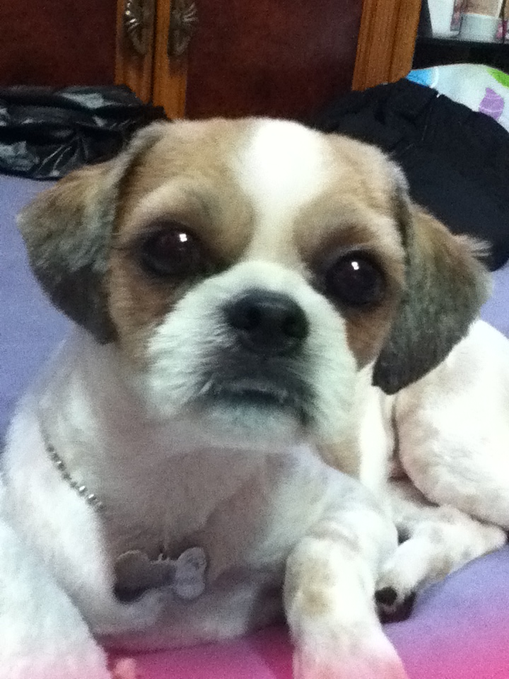 서울/관악구/남현동 시츄 수컷 몽이를 찾습니다.