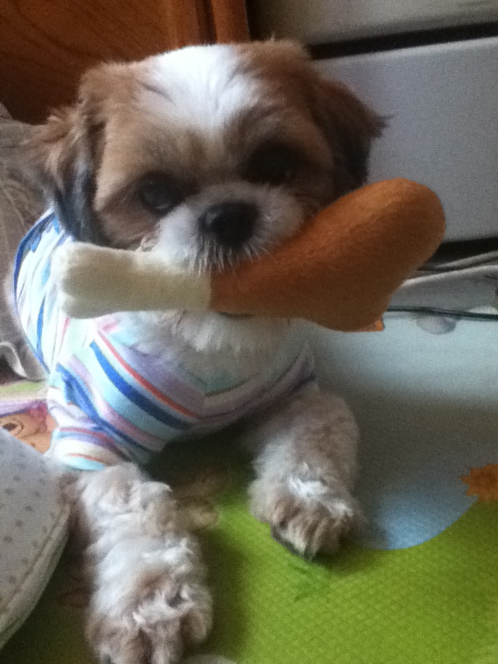 서울/관악구/남현동 시츄 수컷 몽이를 찾습니다.