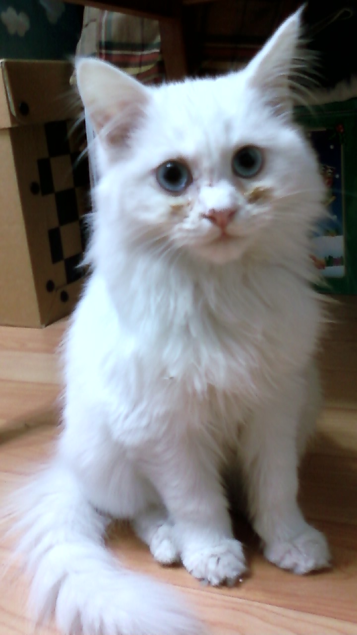 서울 구로구 개봉동 근처에서 흰색 고양이를 찾습니다 