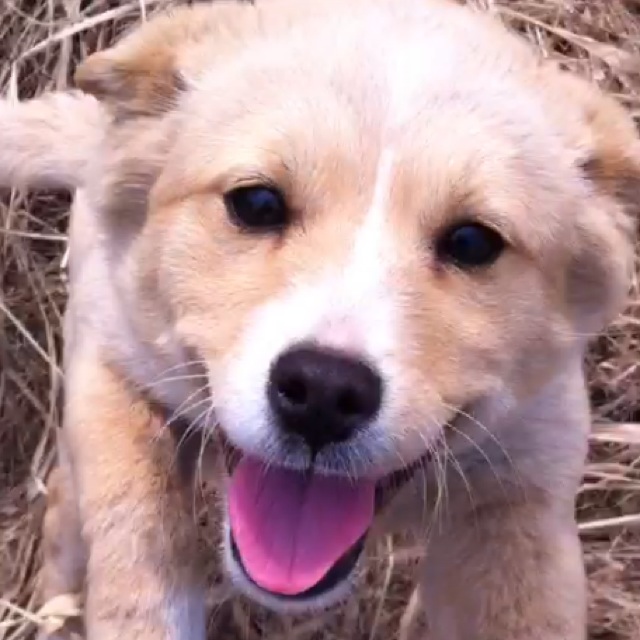 경기도 양주시 장흥면에서 황색 믹스견 여아 실종