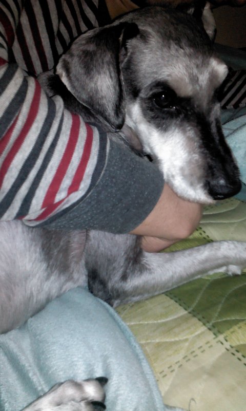 대전슈나우저남아 보호중입니다