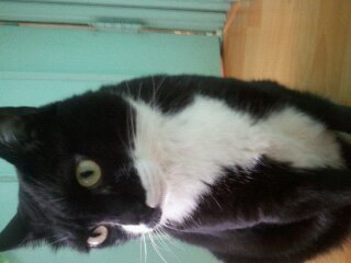 *의정부 신곡동*부근 *검정고양이*를 찾습니다!