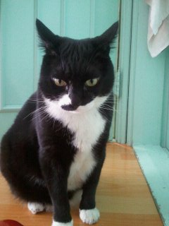 *의정부 신곡동*부근 *검정고양이*를 찾습니다!