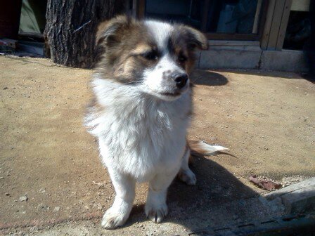 [D12-024관외]위험한 도로변에서 떠돌던 꼬마