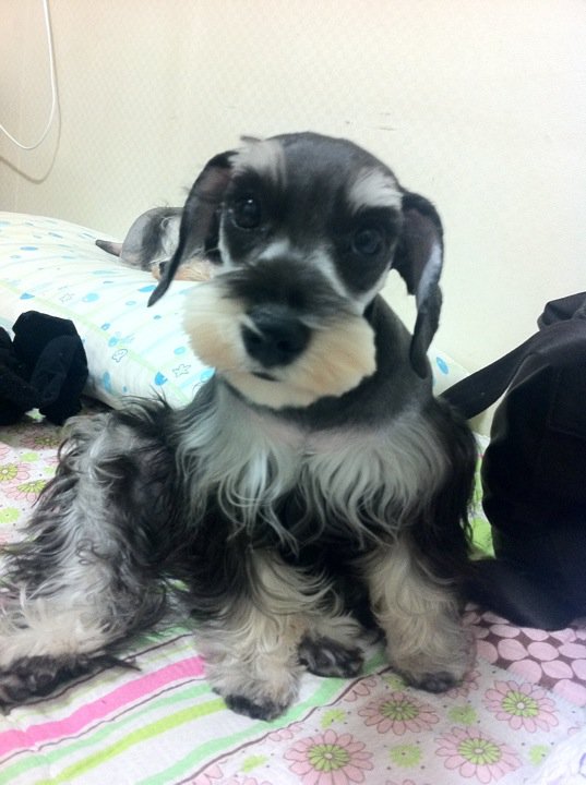 경기부천심곡3동/슈나우저암컷.찾습니다..