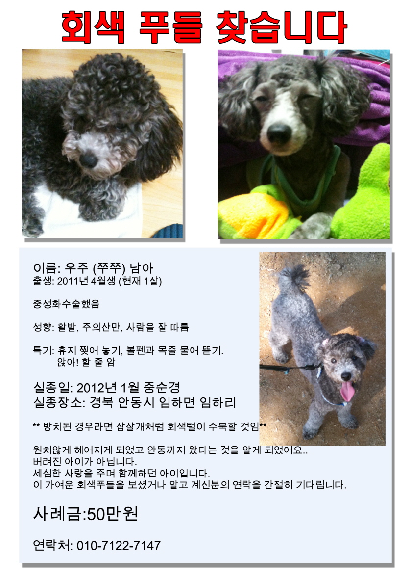 회색푸들 찾아요!!(경북 안동 임하리)