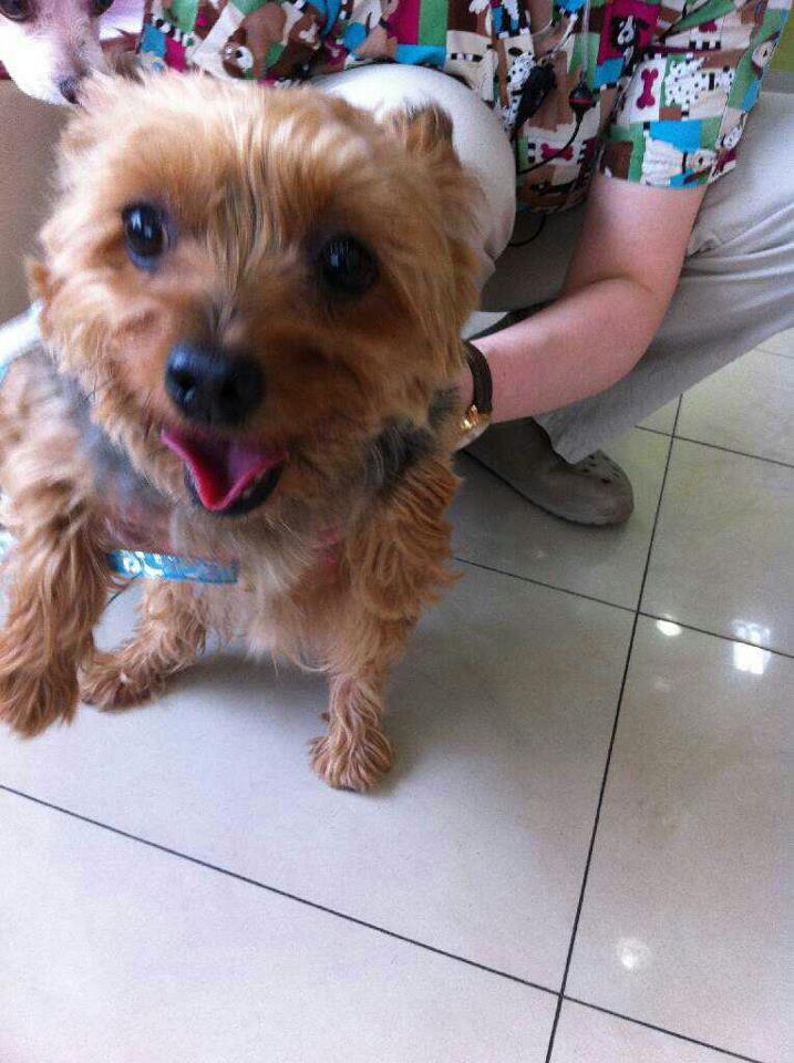 구로고대병원 주택가 요크셔테리어(암컷) 보호 주인을 찾습니다