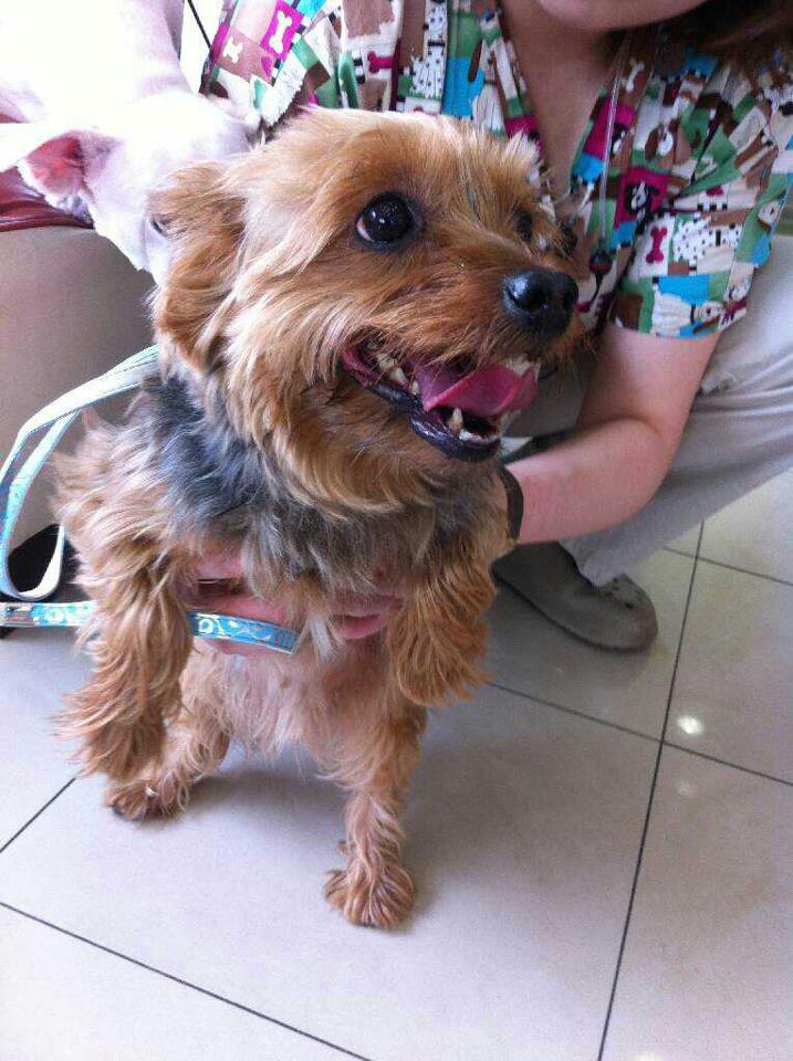 구로고대병원 주택가 요크셔테리어(암컷) 보호 주인을 찾습니다