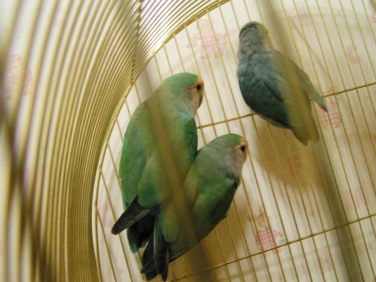 서울 논현역 부근에서 소형앵무가 날아갔습니다.