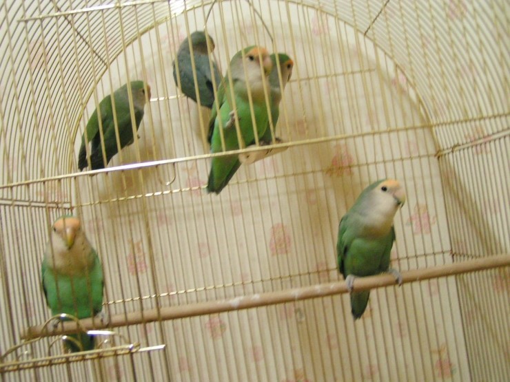 서울 논현역 부근에서 소형앵무가 날아갔습니다.