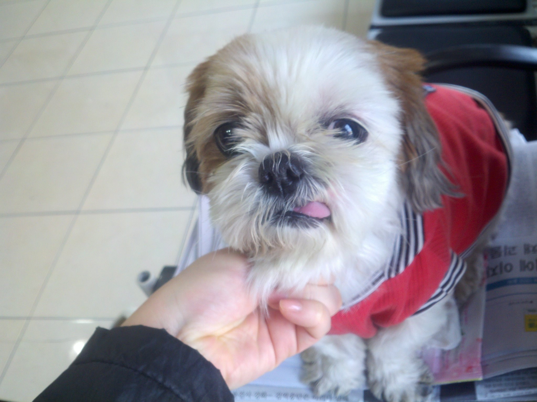 [주인을 찾습니다] 의정부지방법원근처/시츄여아