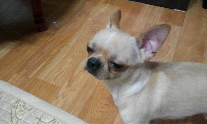 수컷 갈색 치와와 제발 도와주세요