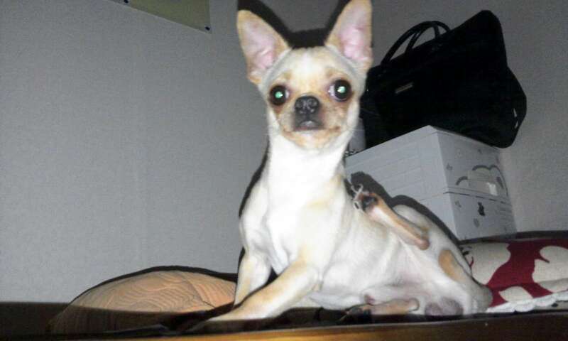 수컷 갈색 치와와 제발 도와주세요