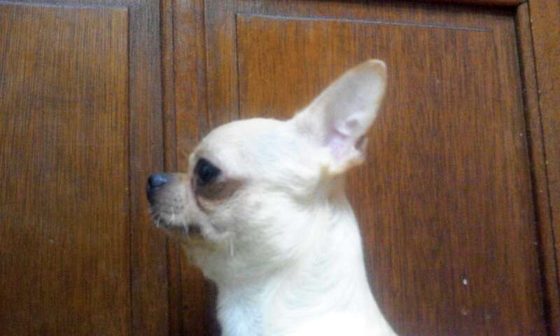 수컷 갈색 치와와 제발 도와주세요