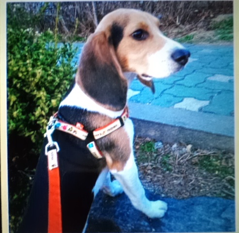 노원구 상계고등학교 맞은편에서 분실한 비글이 애타게 찾습니다~!!