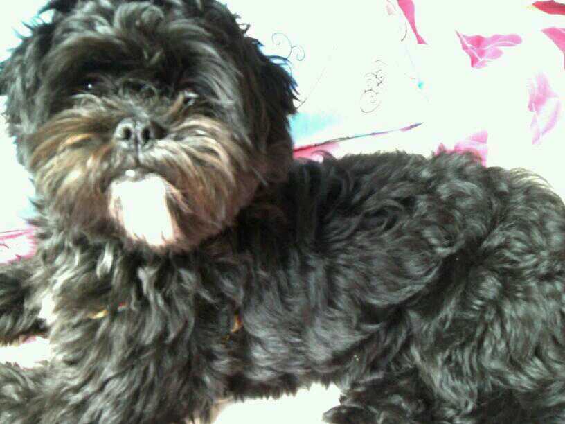 경기 시흥시 정왕동 다원 유치원 부근 주택가에서 잃어 버린 강아지를 찾아요ㅠㅠ