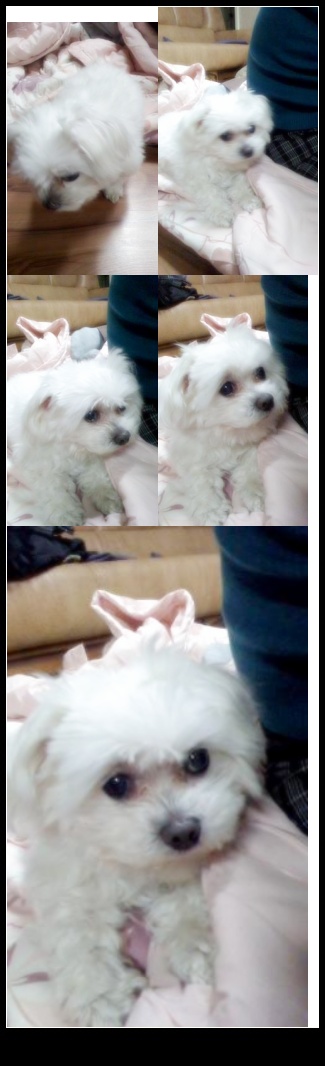 경기도 안산 부곡동 말티즈 뚜뚜 찾습니다.