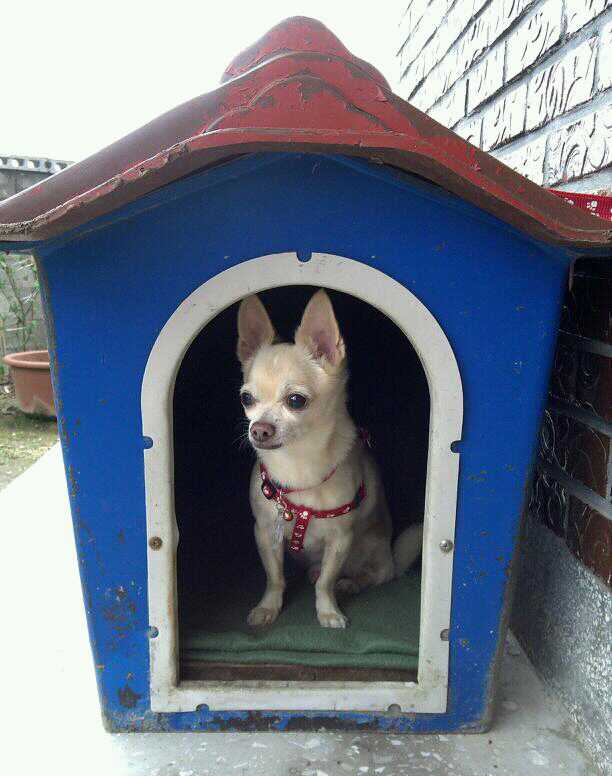 치와와 찾아주세요