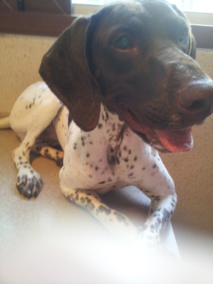 저먼 숏헤어 포인터의 새 주인을 찾습니다. 