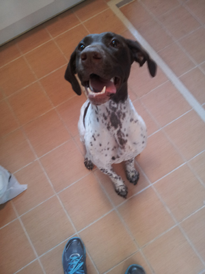 저먼 숏헤어 포인터의 새 주인을 찾습니다. 