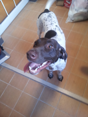 저먼 숏헤어 포인터의 새 주인을 찾습니다. 