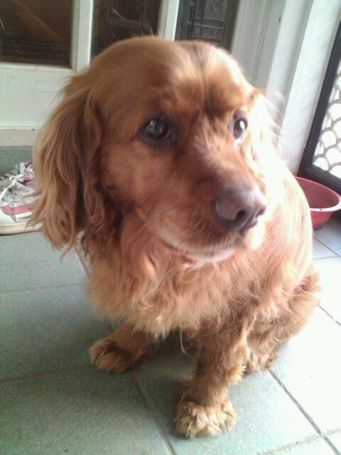 서울시 서대문구 연희동 신한은행 앞 버스정류장에서 개를 잃어버렸어요ㅠㅠ